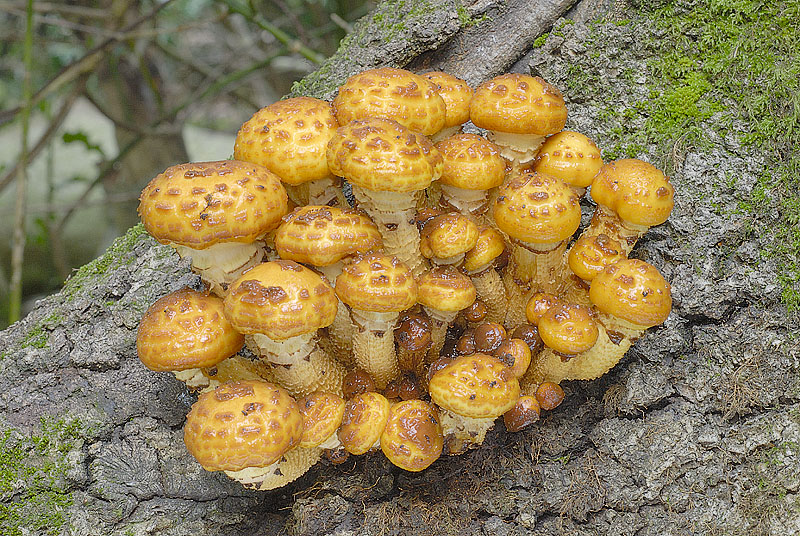 Pholiota adiposa